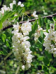 acacia